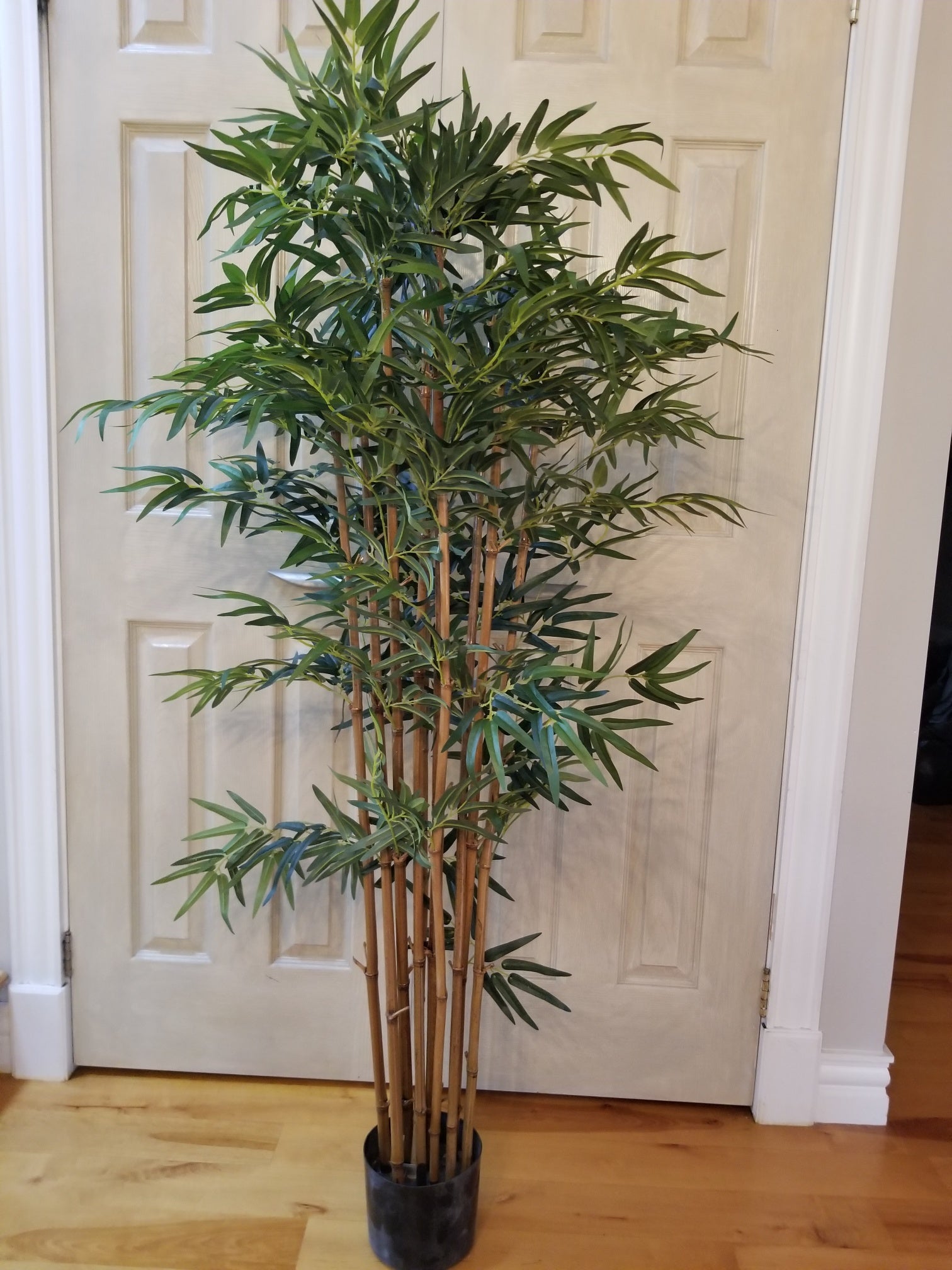 buy a bamboo tree at auction