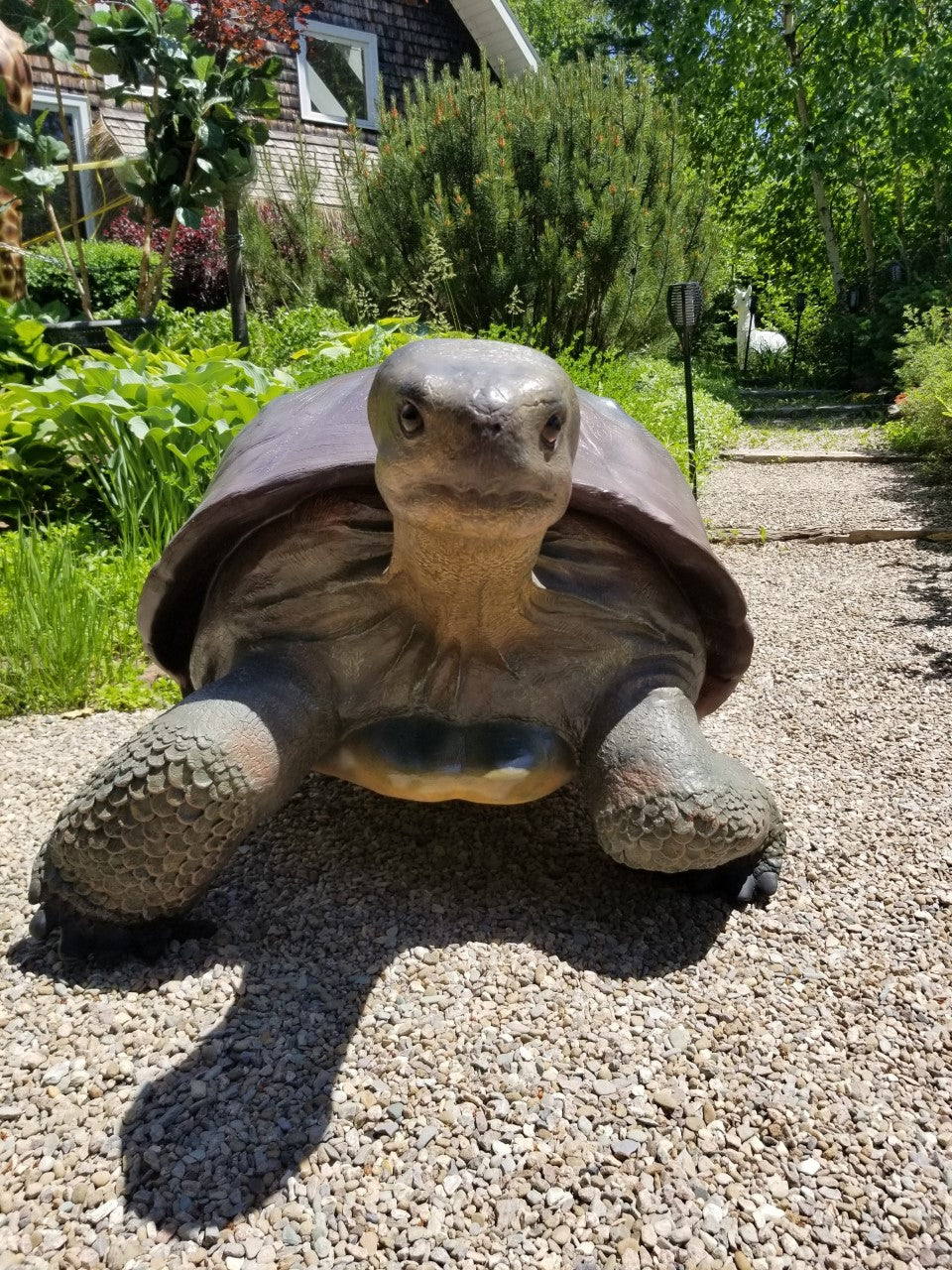 tortoise statue front pose