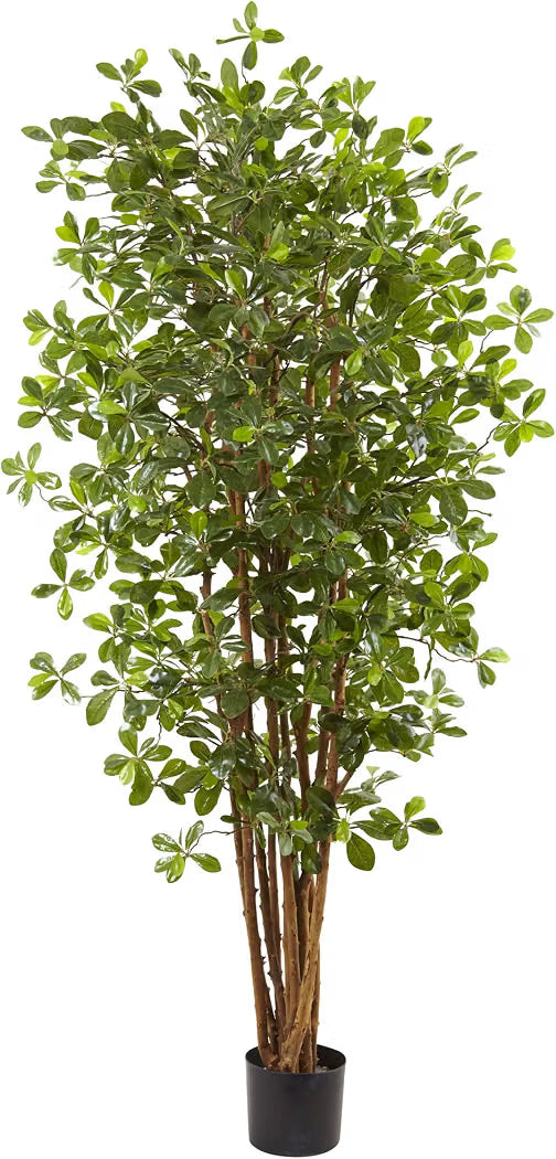 3 foot olive tree for sale