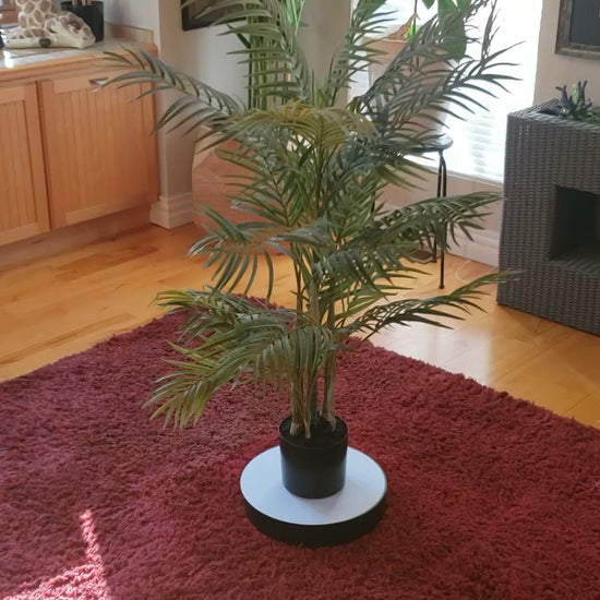 Auction for sale areca palm tree