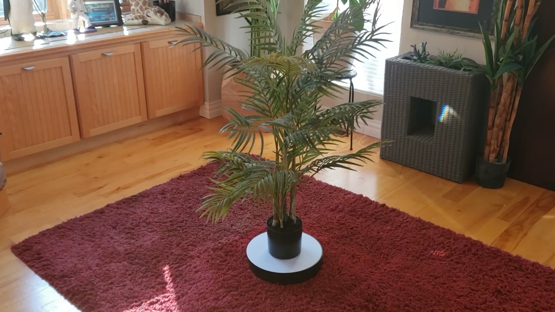 Auction for sale areca palm tree