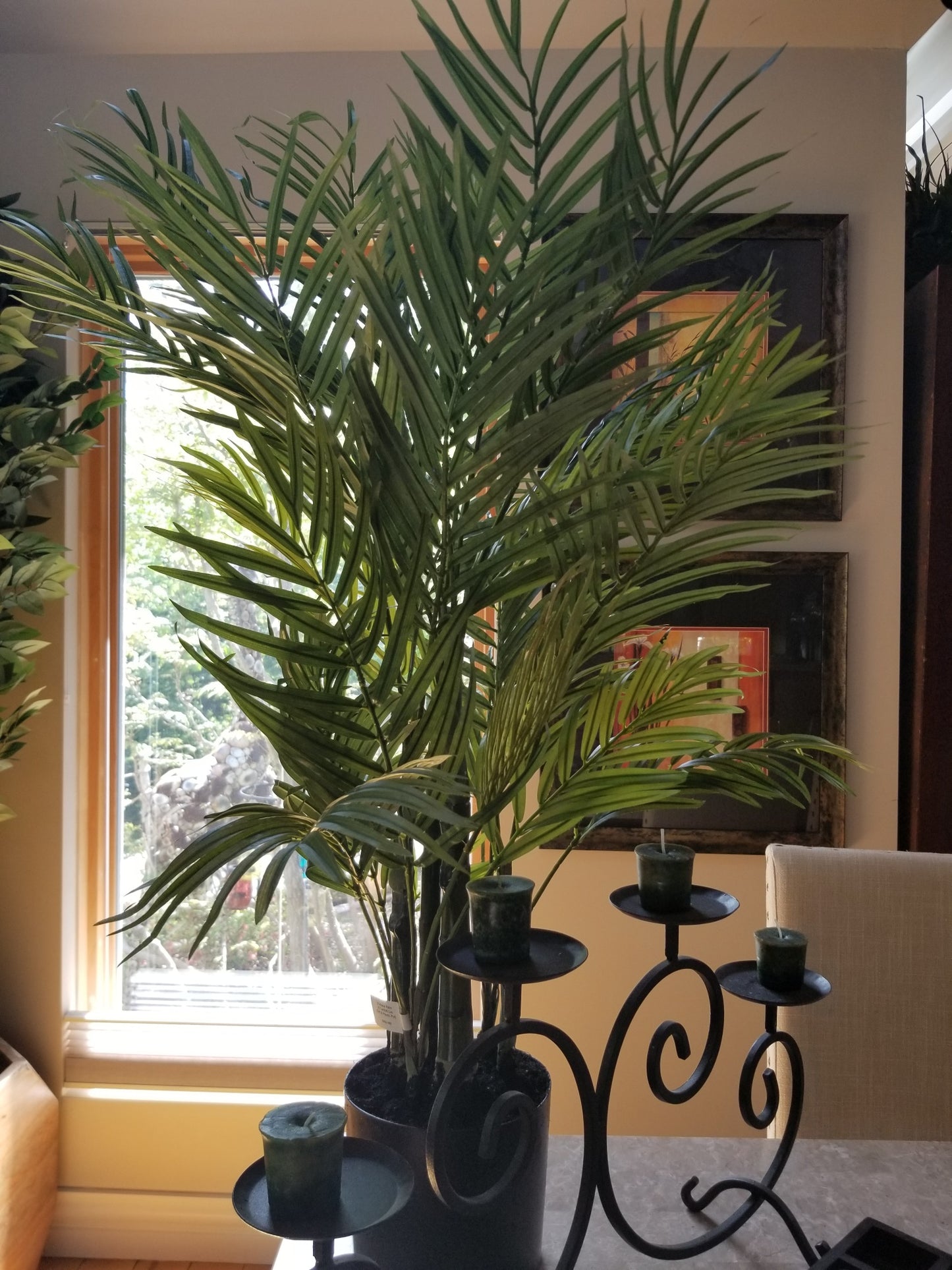 3 foot areca palm tree for sale