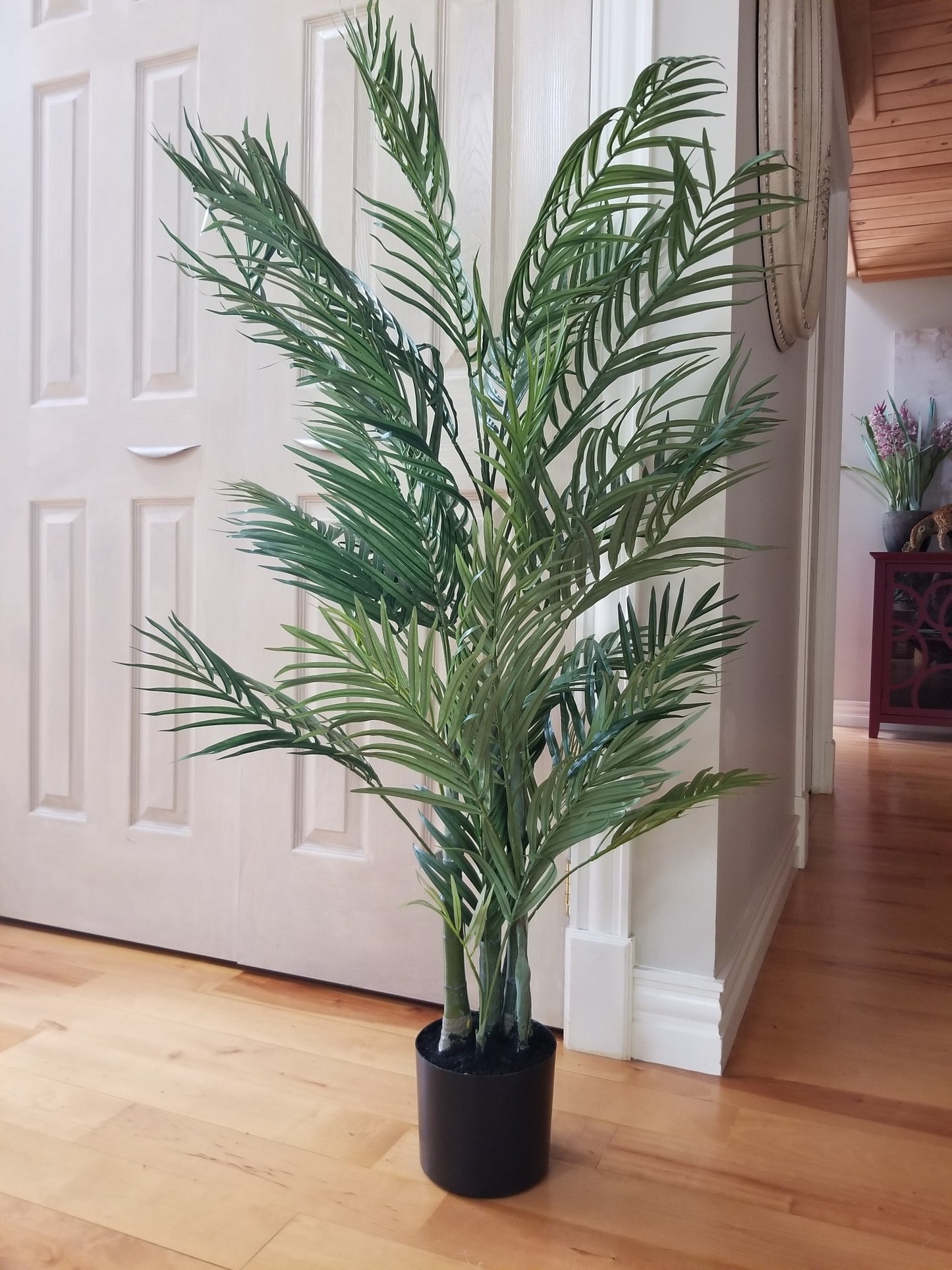 4 foot areca palm tree for sale
