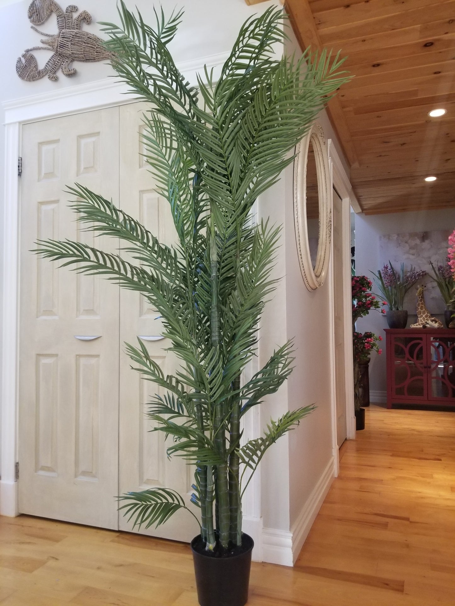 6 foot areca palm tree for sale