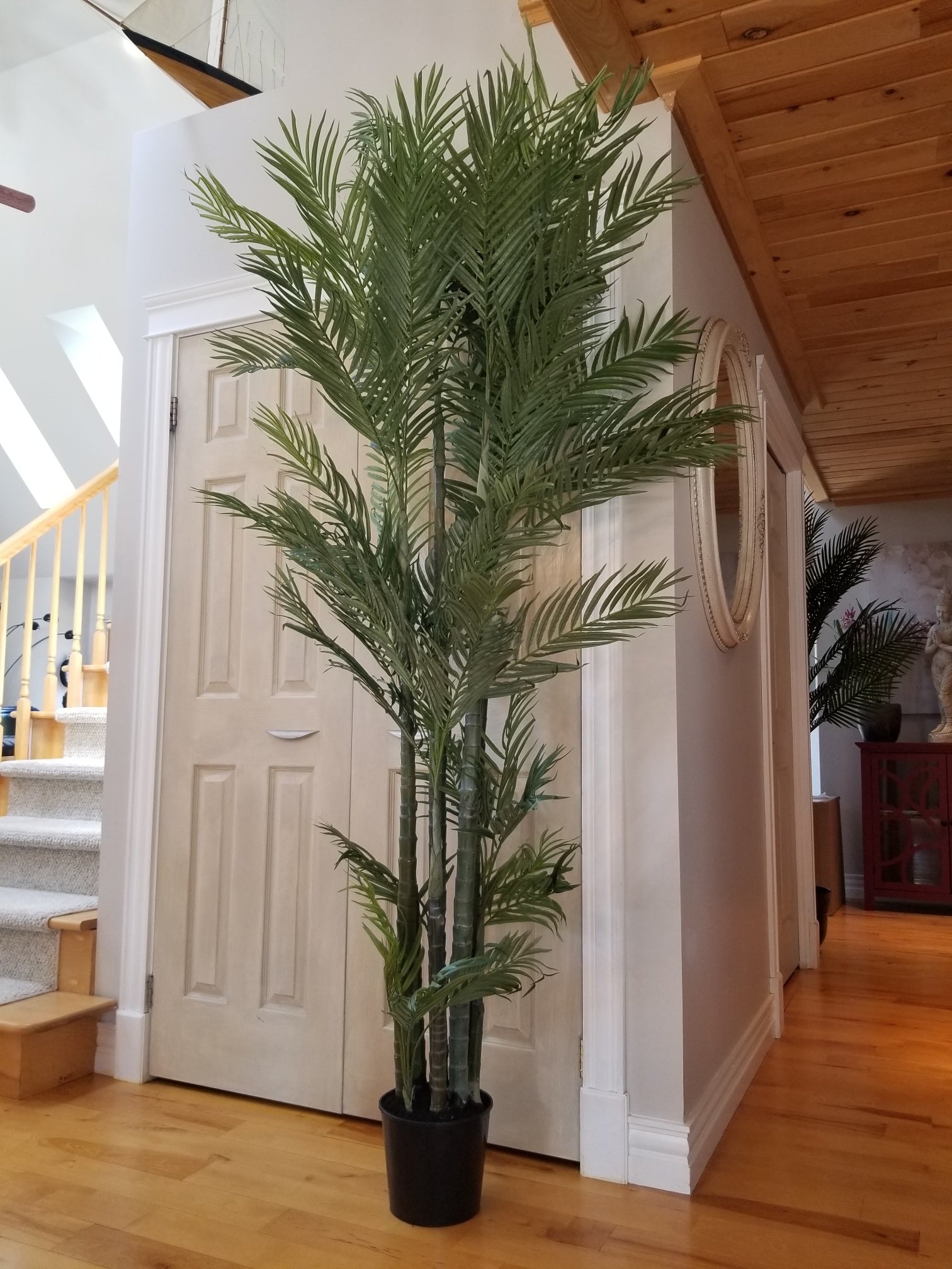 7 foot areca palm tree for sale