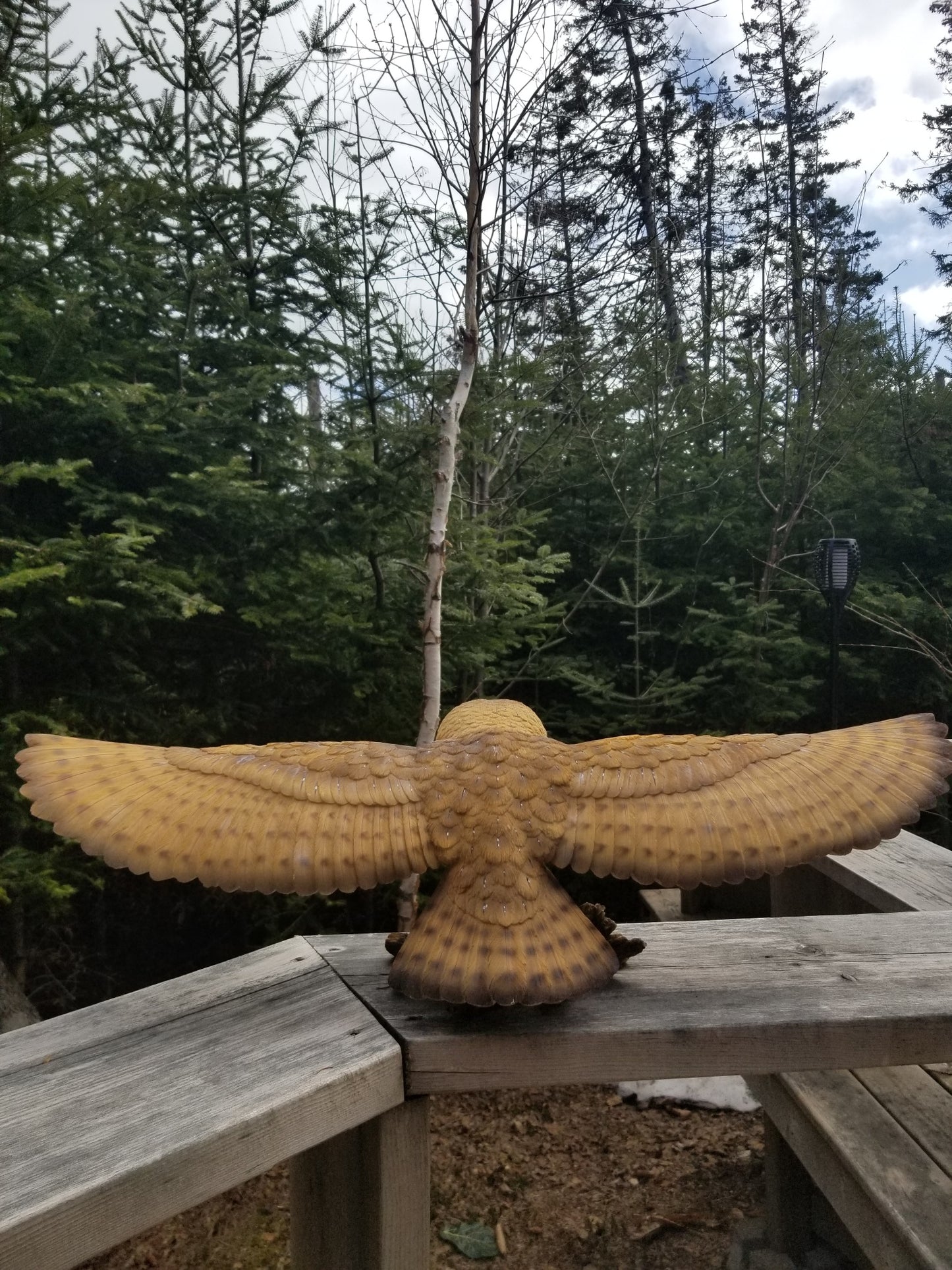 barn owl for sale with wings out