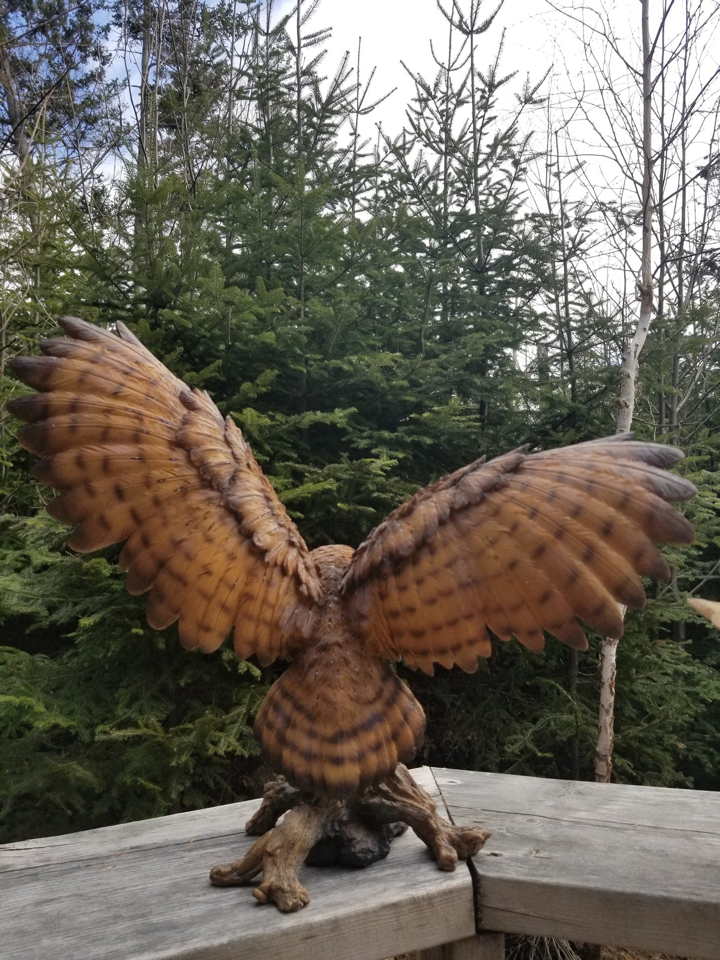 barn owl for sale with wings flapping