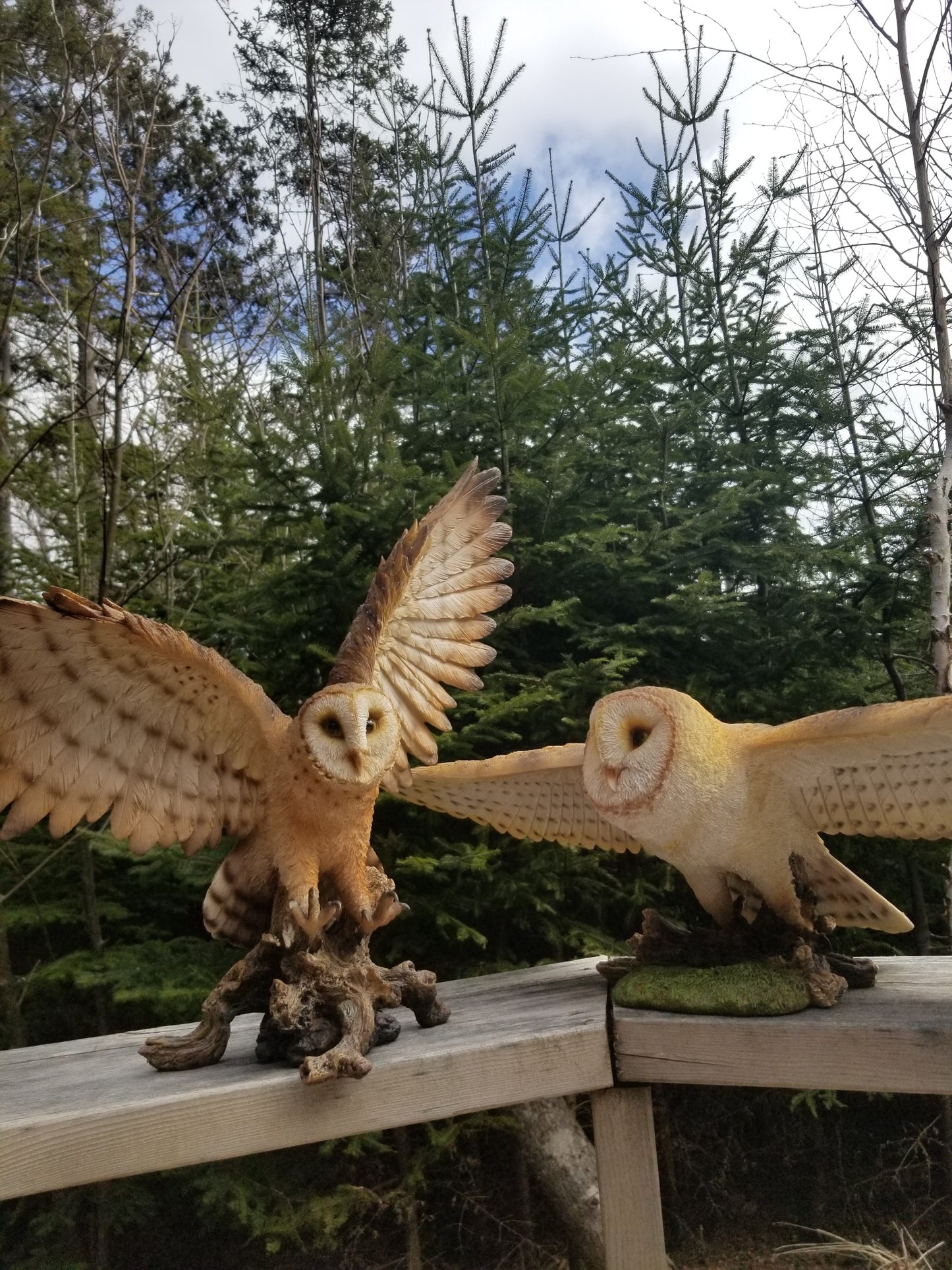 pair of barn owls for sale