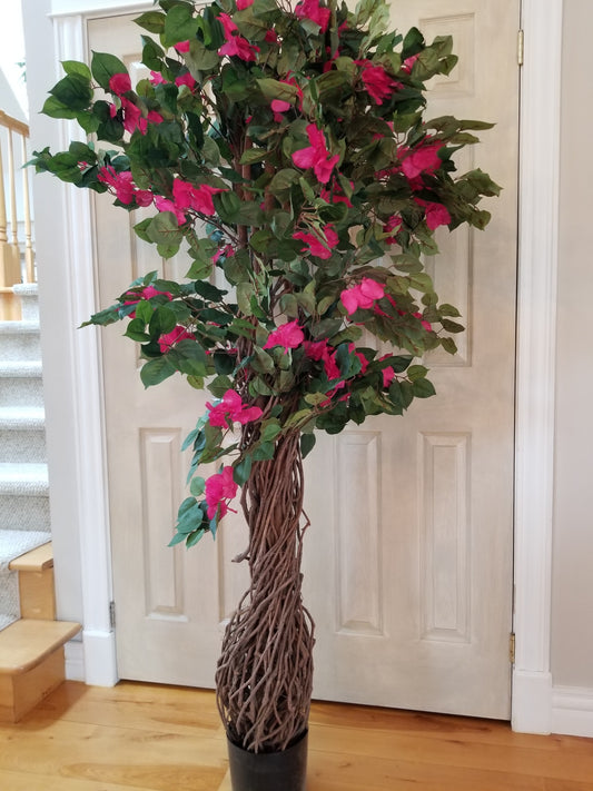 bougainvillea tree with multiple vines for sale