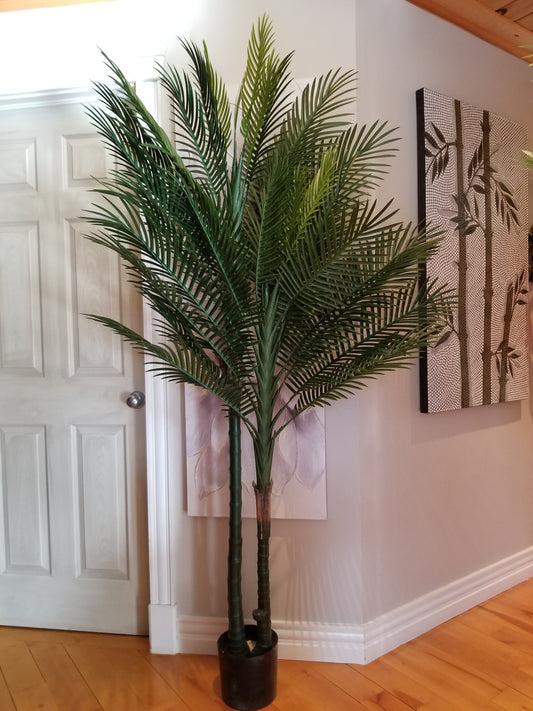 7 foot big robellini palm tree for sale