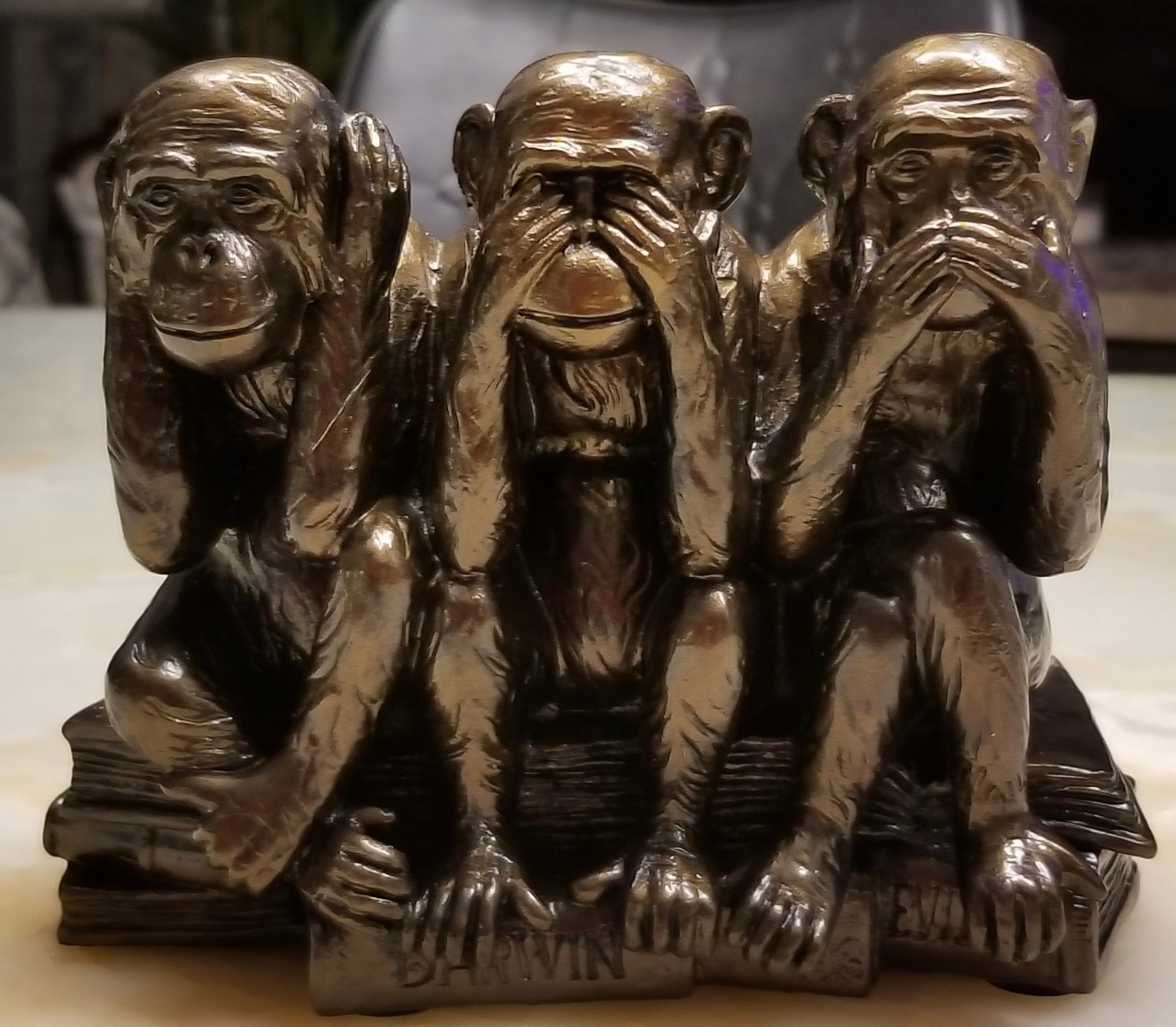 darwin monkeys close up