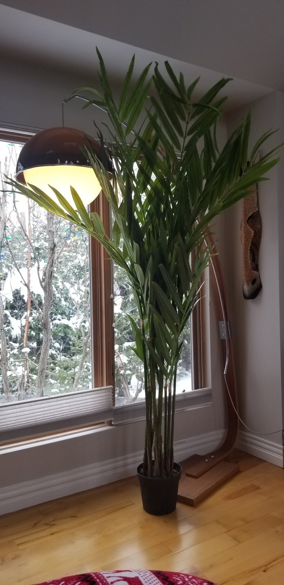 8 foot king palm tree for sale