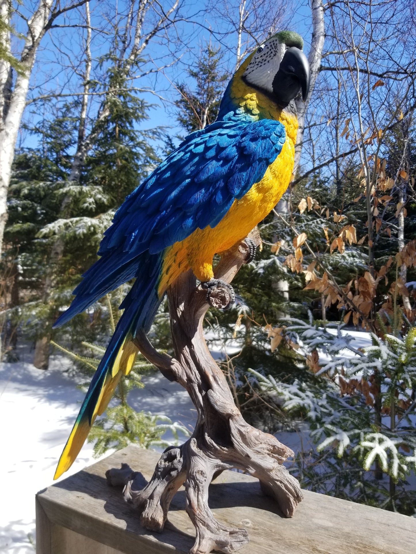 blue yellow large macaw statue for sale