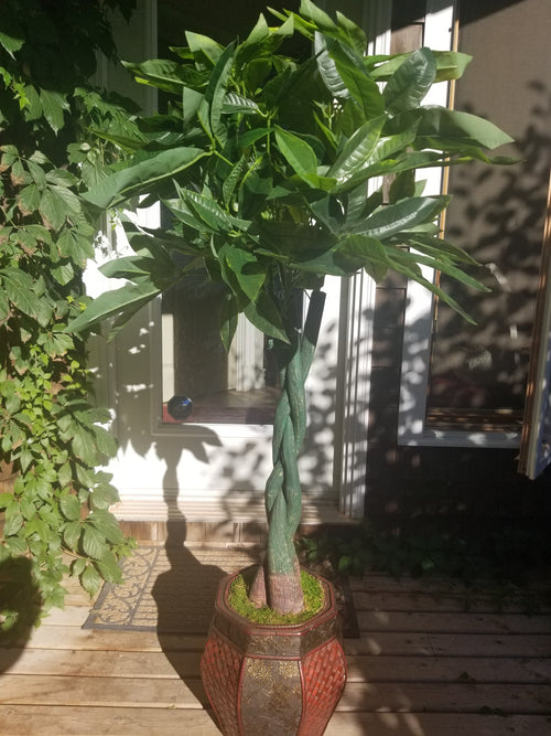 money tree for sale
