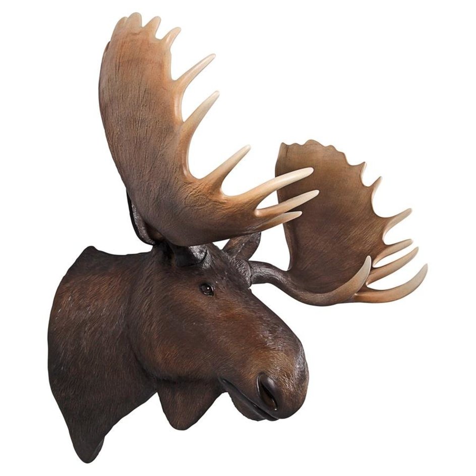 moose trophy wall ornament for sale