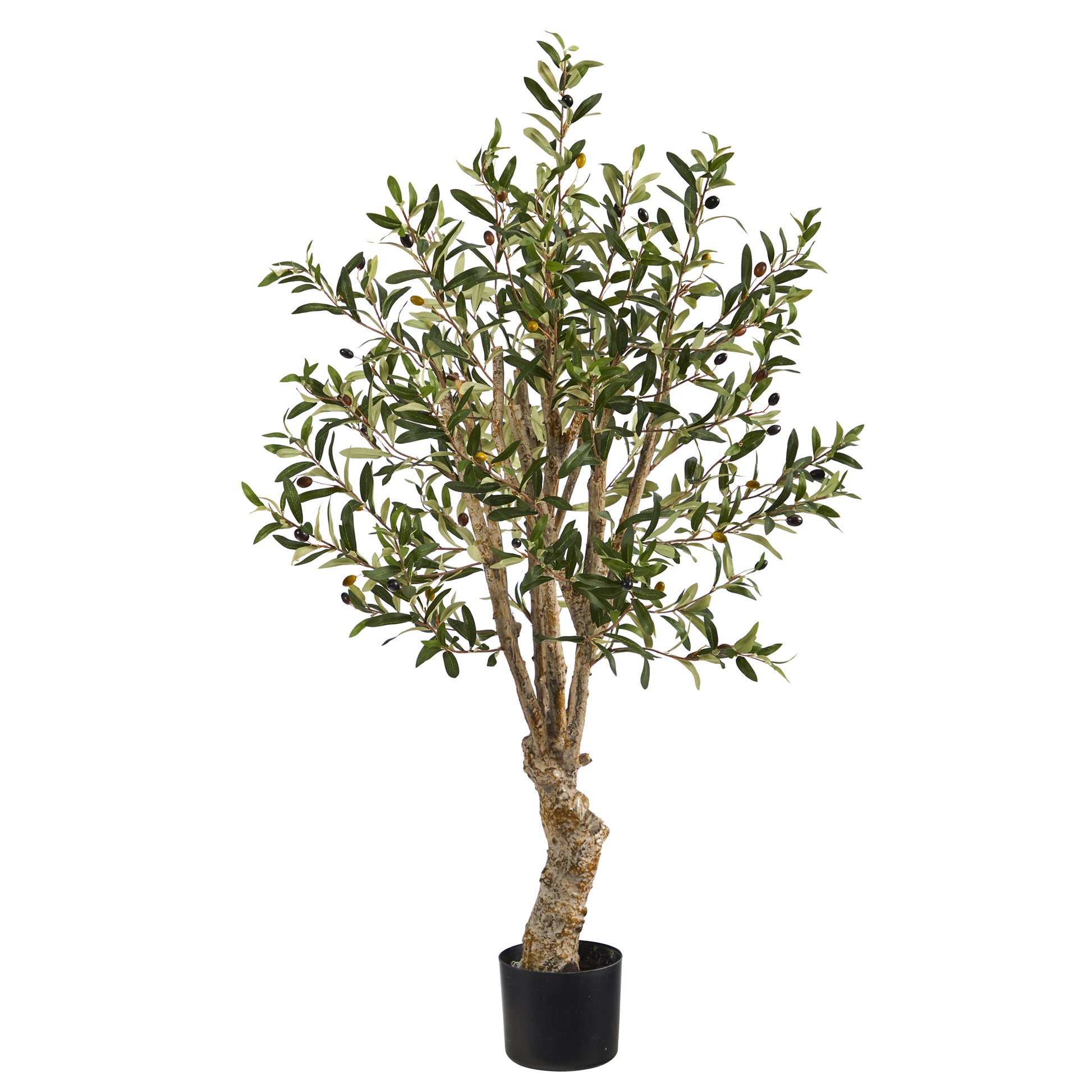 olive tree for sale