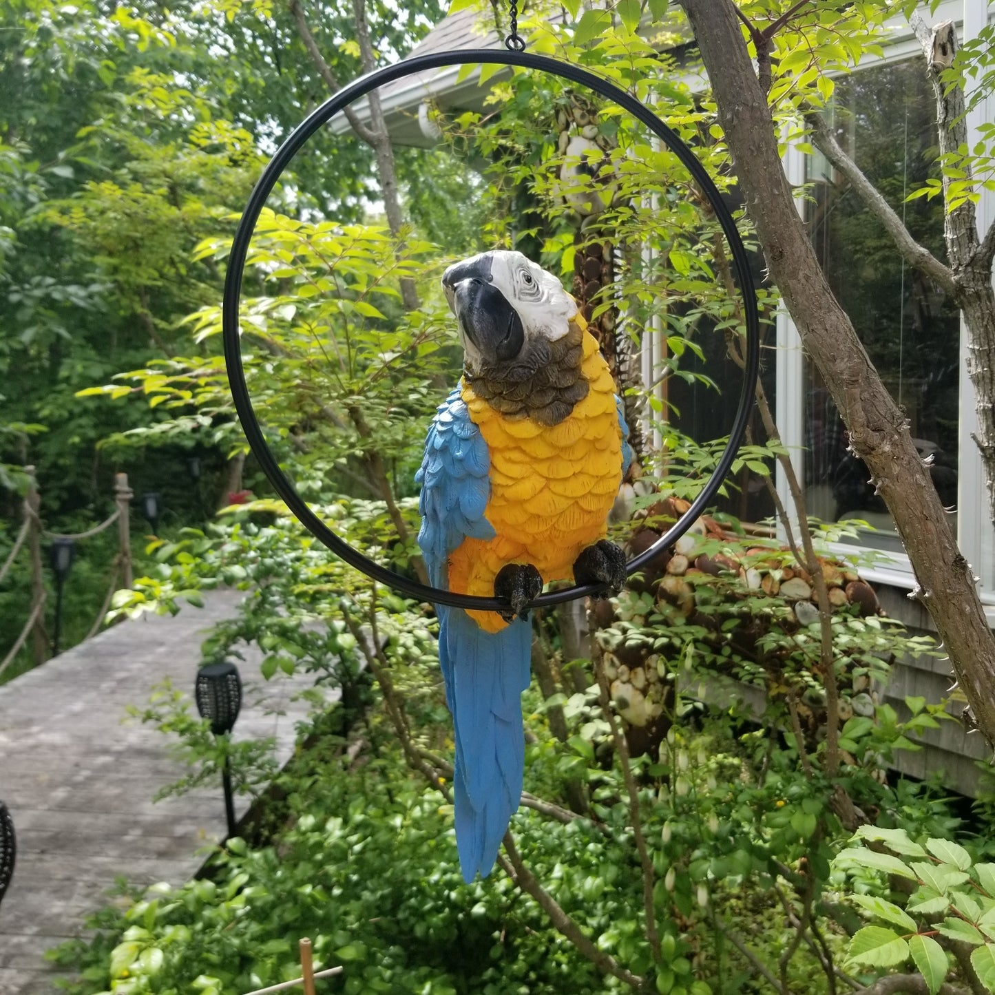 large perched parrot on a ring for sale