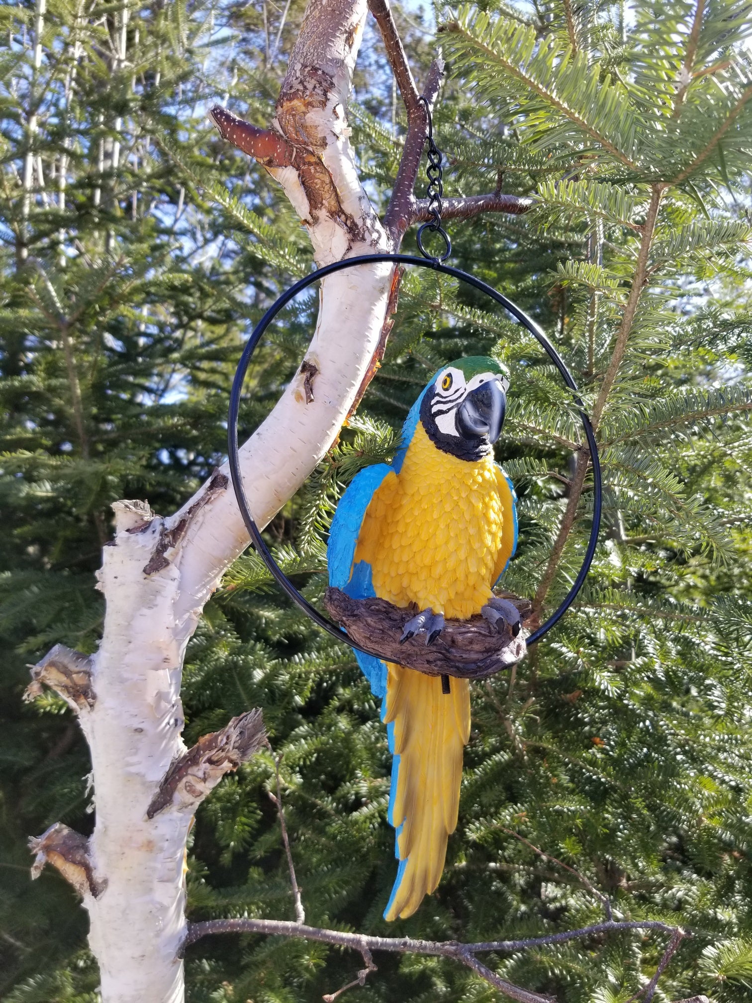 small perched parrot on a ring for sale
