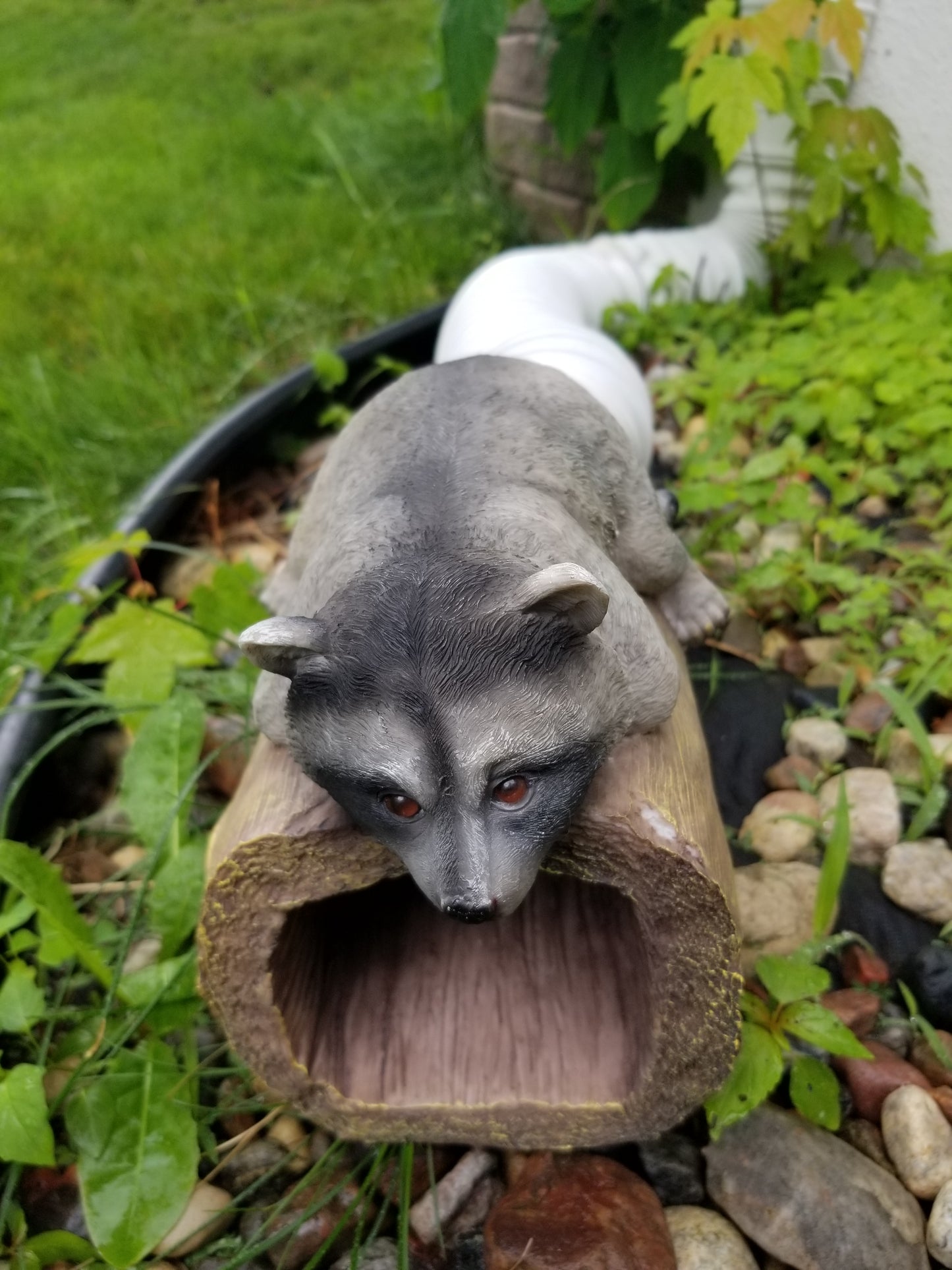 raccoon downspout statue outdoors