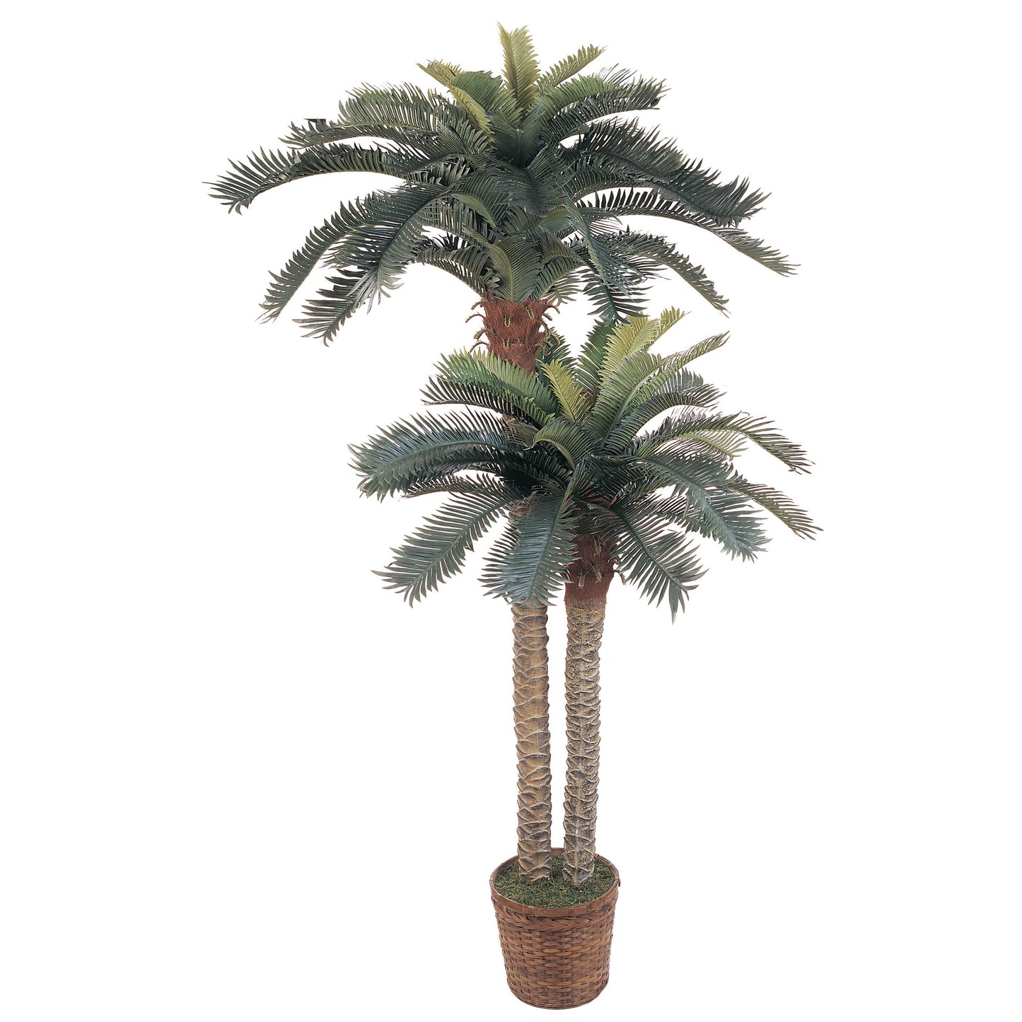 double sago palm tree in basket planter for sale
