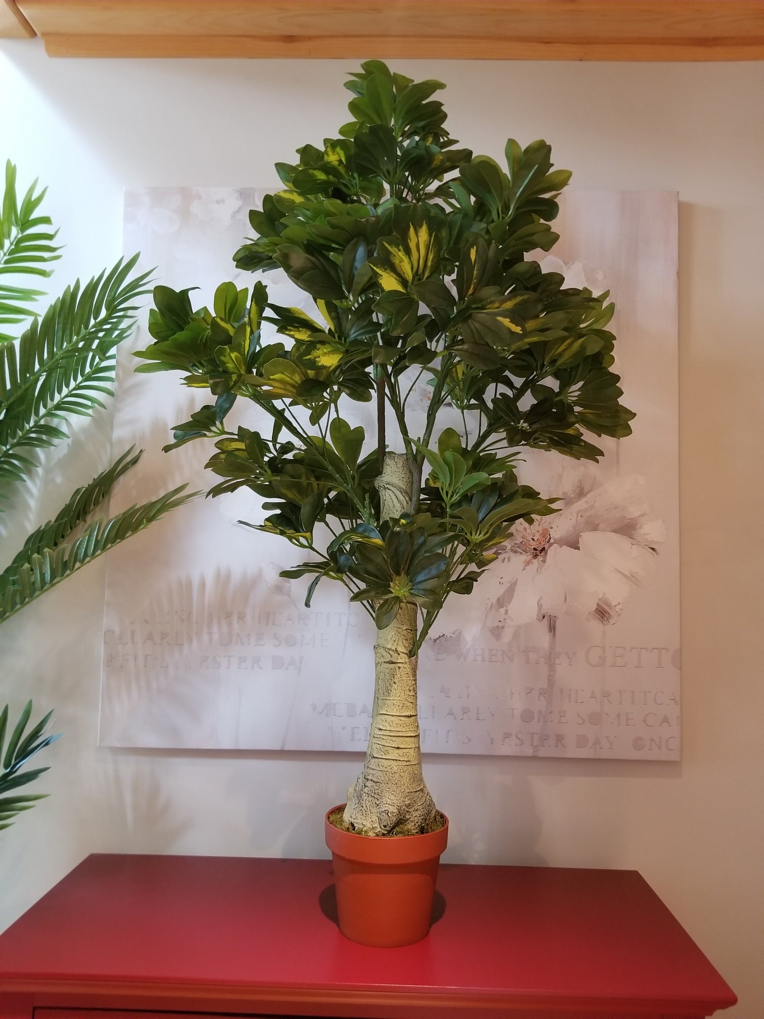 schefflera tree for sale