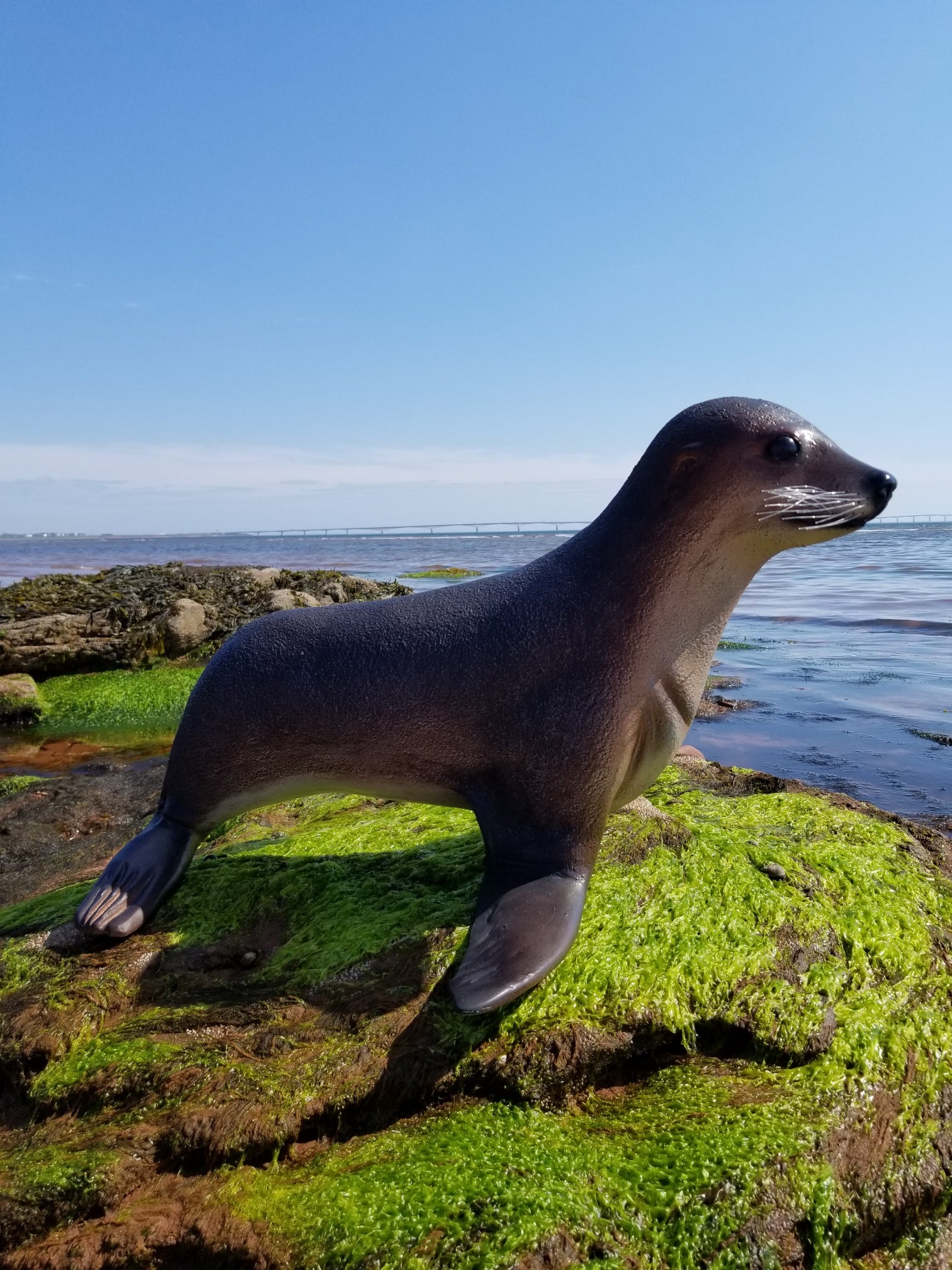 baby seal statue on the beach